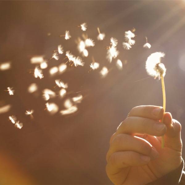 Quelle: Bild von StockSnap auf Pixabay Hand hält Pusteblume, deren Samen im Wind verwehen